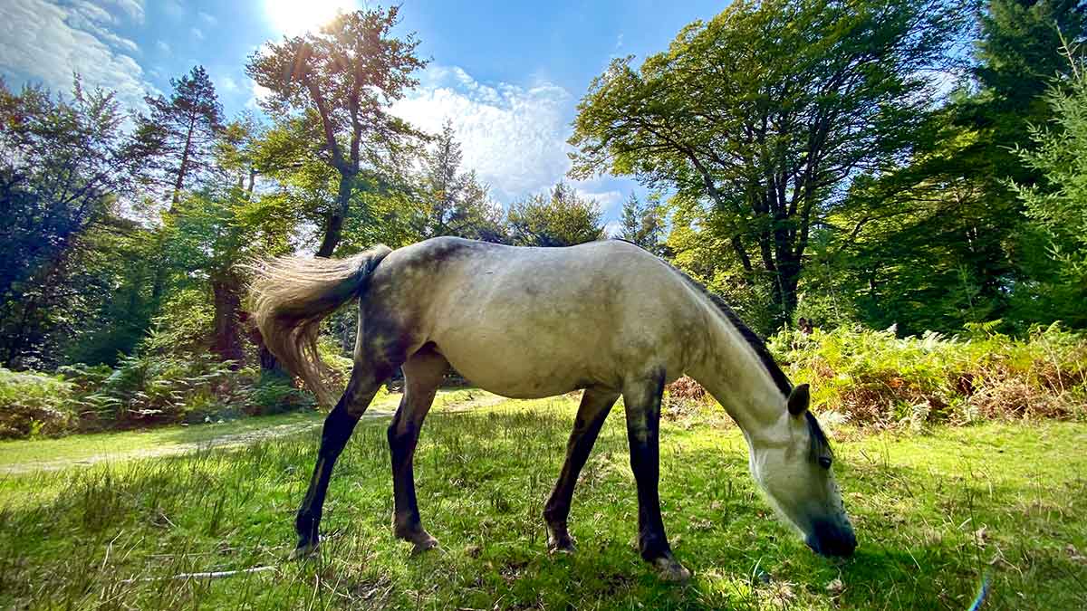 Horse grazing in a field in the New Forest