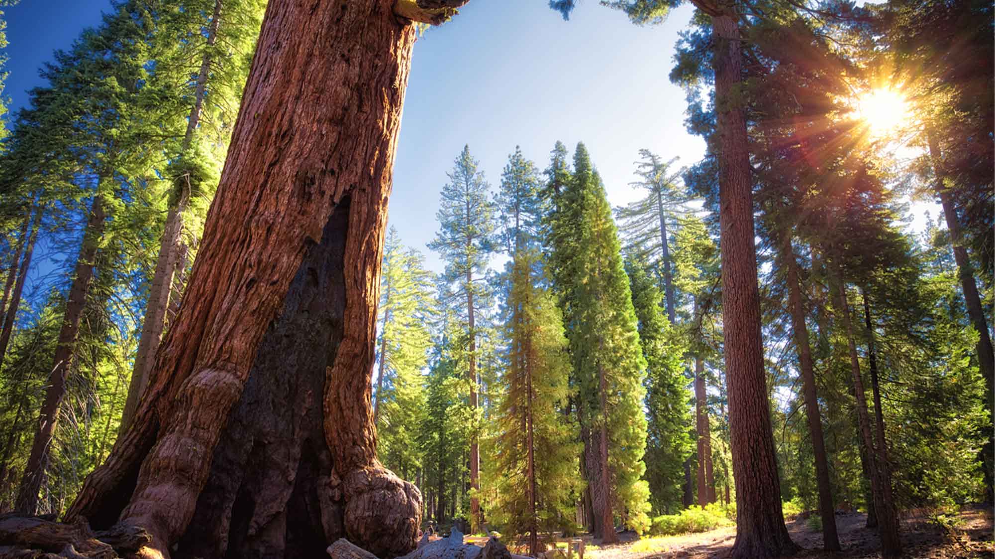 Close up of very tall and wide with the sun sun coming through between the trees trees in Sequoia Park California 