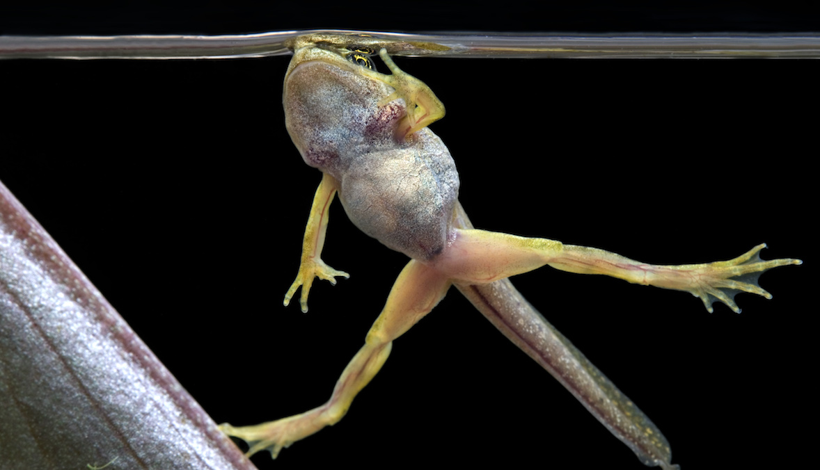 Close-up of a froglet breaking the surface of the water in a pond