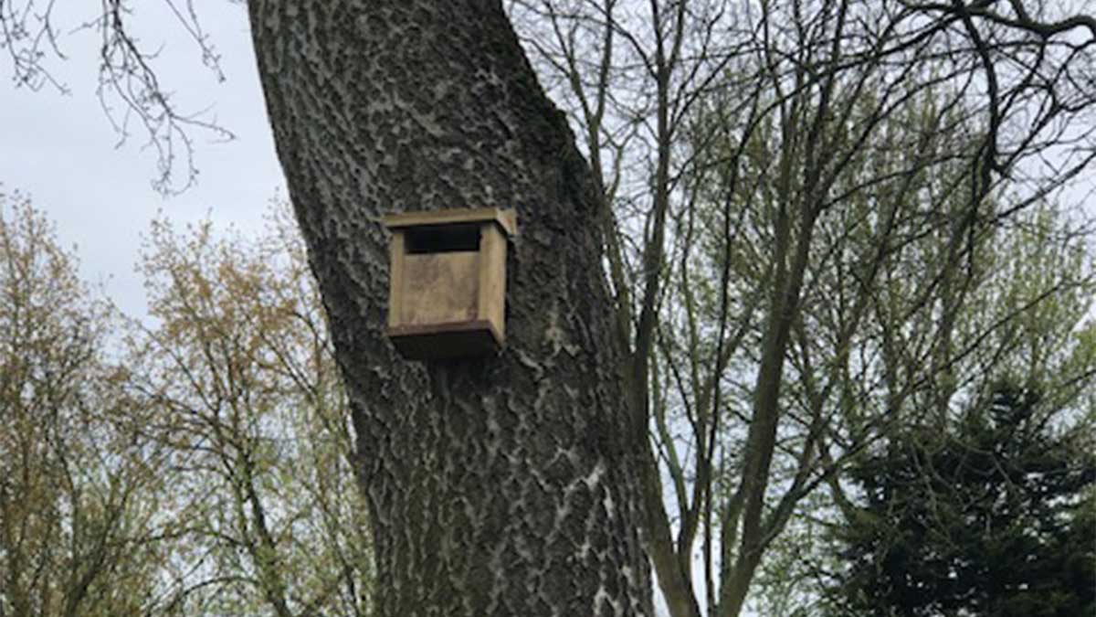 Small bird box on the side on a tree trunk