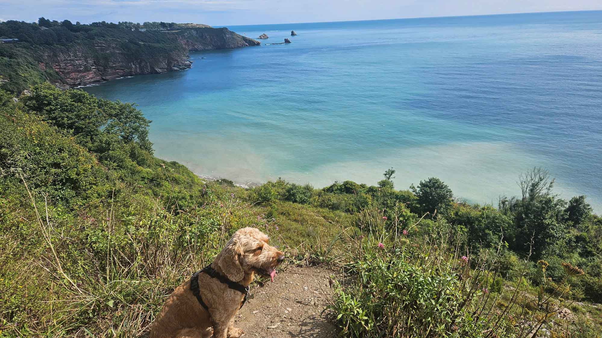 A view of a dog sitting on a grassy cliff top with a beautiful view of the turquoise waters below and into the distance on a lovely sunny day