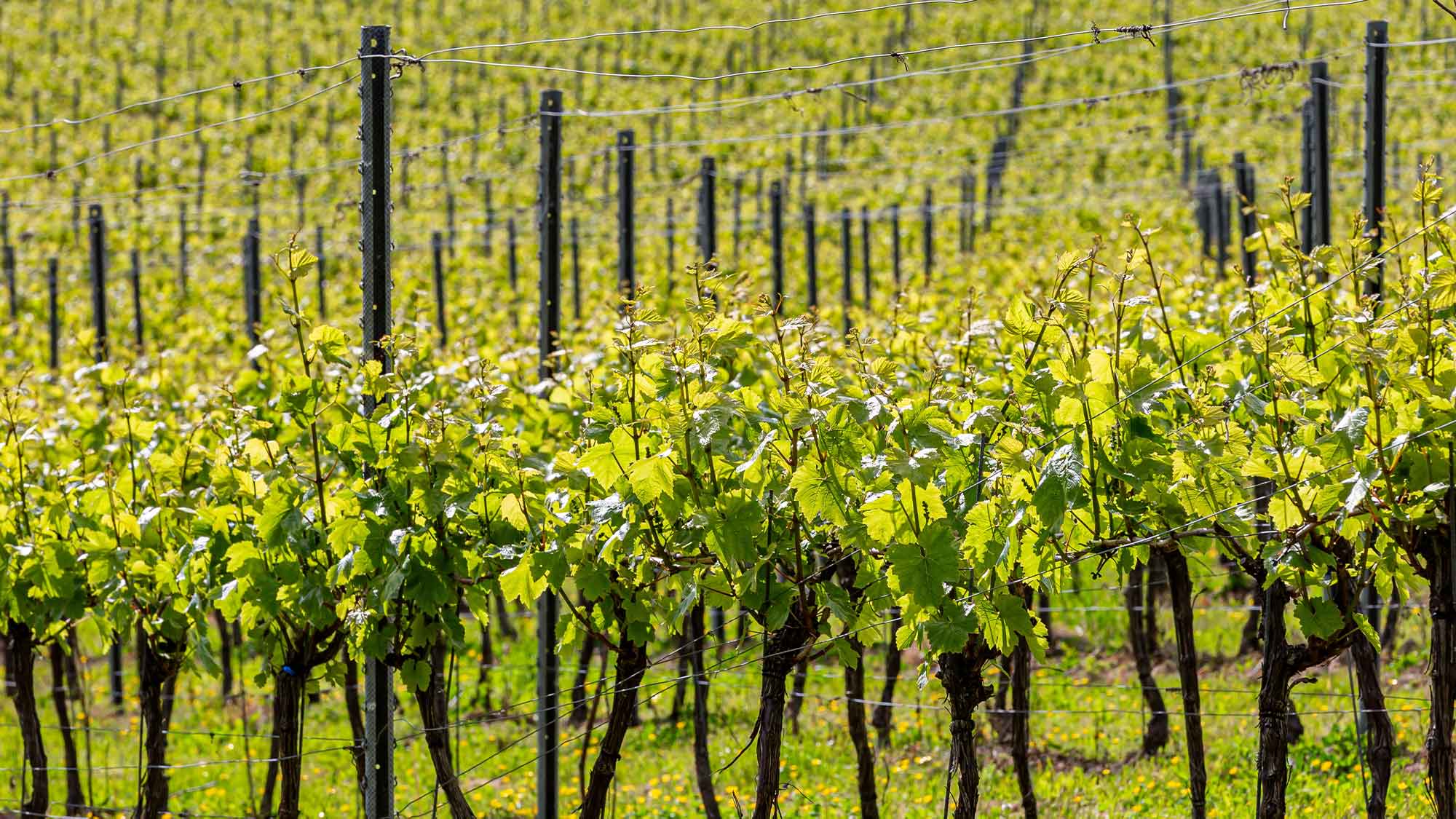 An abundance of vines in a Sussex vineyard, on a sunny early summer's day