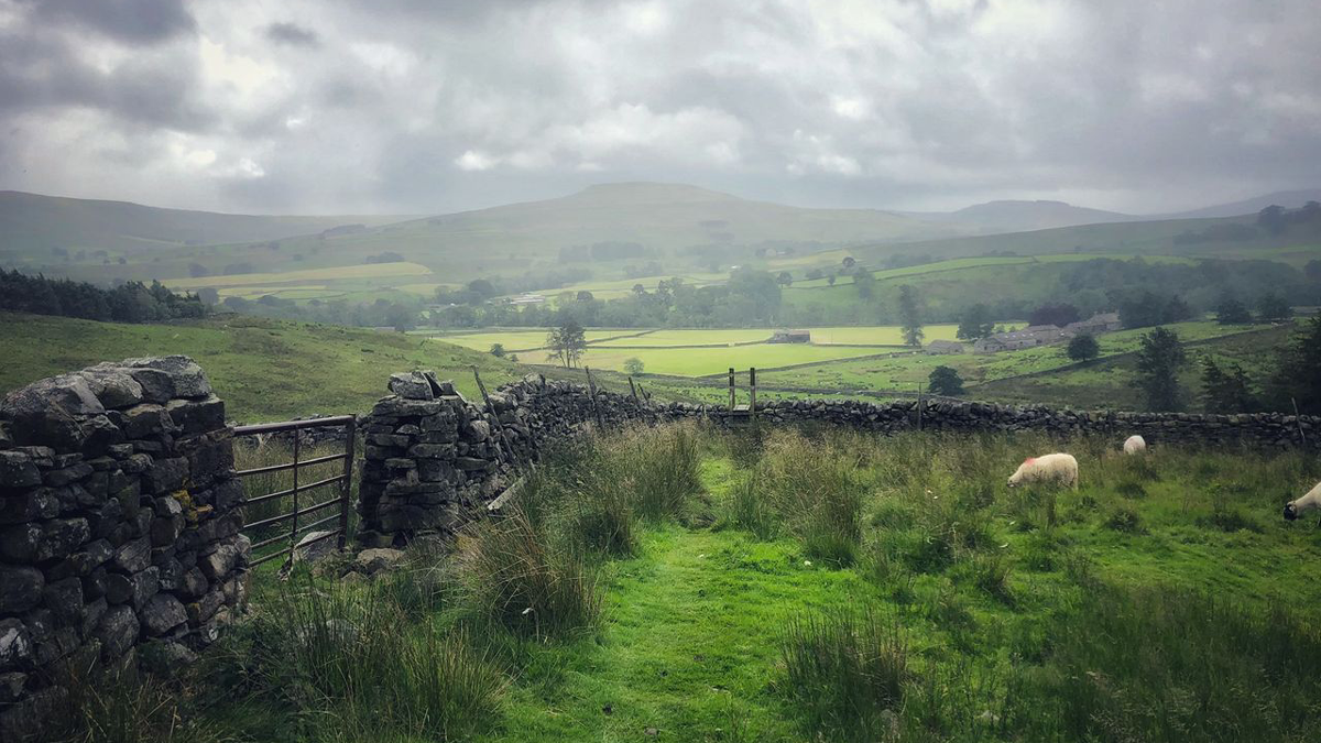 A misty view of fields with sheep grazing at Hawes in the Yorkshire Dales.
