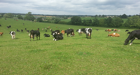 Southfield Farm, SN16 9NF, Malmesbury, Wiltshire