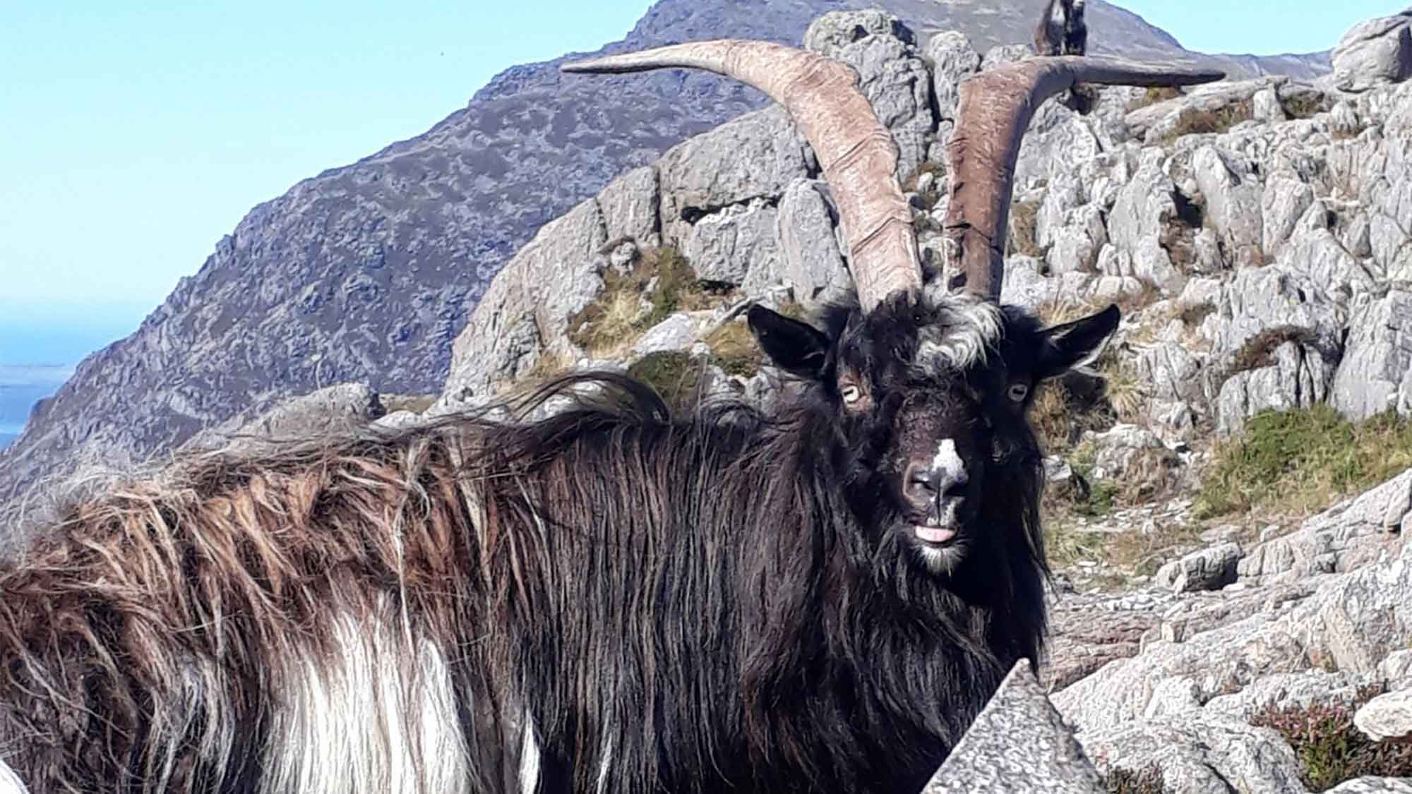 A long dark haired mountain goat with long horns that go up and out to each side, looking at the camera while stood on a rocky mountain. Another goat can be seen further up in the distance.