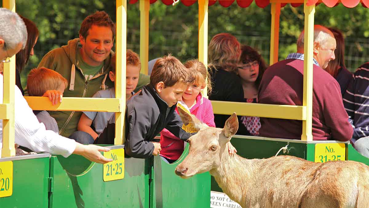 Some children and adults on a colourful train at   World of Country Life with a deer up close