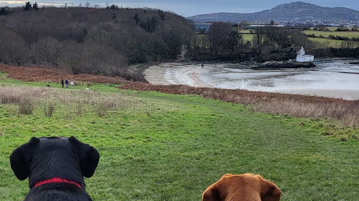 At the bottom of the image you can see two dogs looking across the green grass leading to the sandy beach and across the bay and along to Holyhead Mountain in the distance