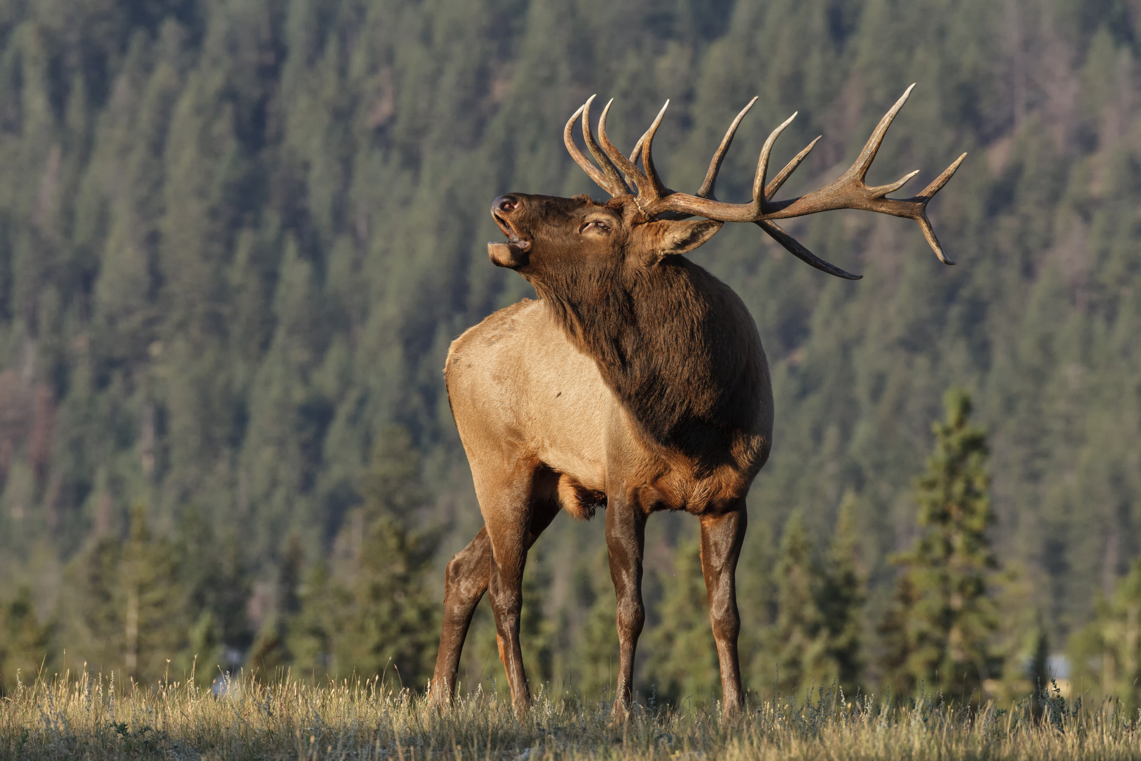 A bull elk shows his antlers