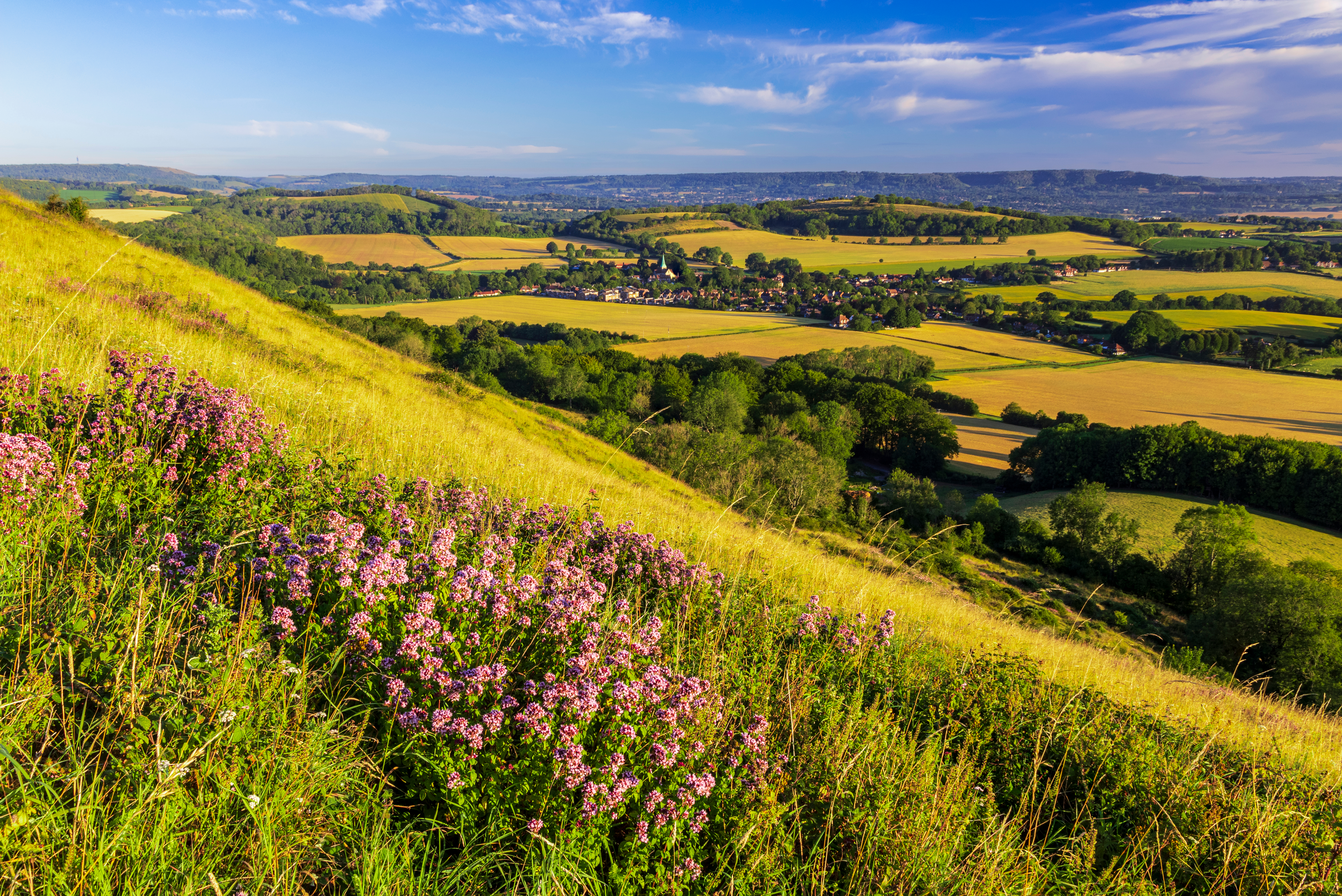 Rolling fields with wildflowers in foreground and blue sky in distance