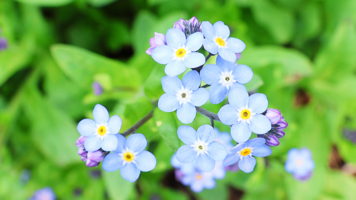 wild forget-me-nots