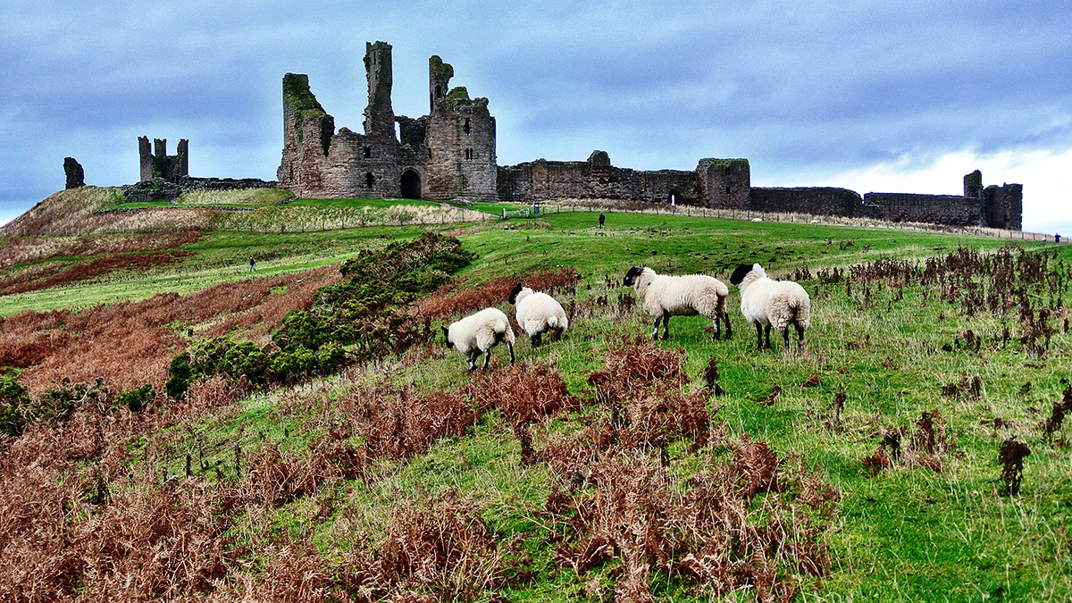 Dunstanburgh Castle across a green field with sheep in the foreground
