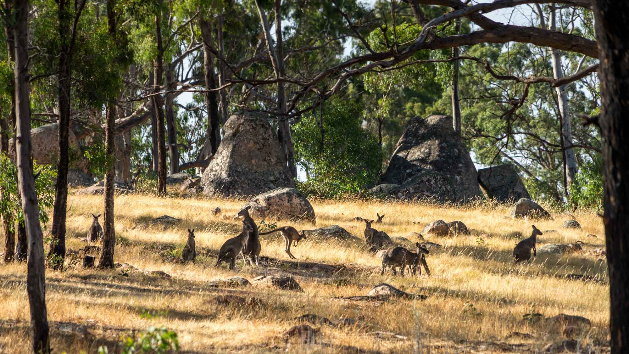 Kangaroos amongst the trees at Grampians National Park Australia
