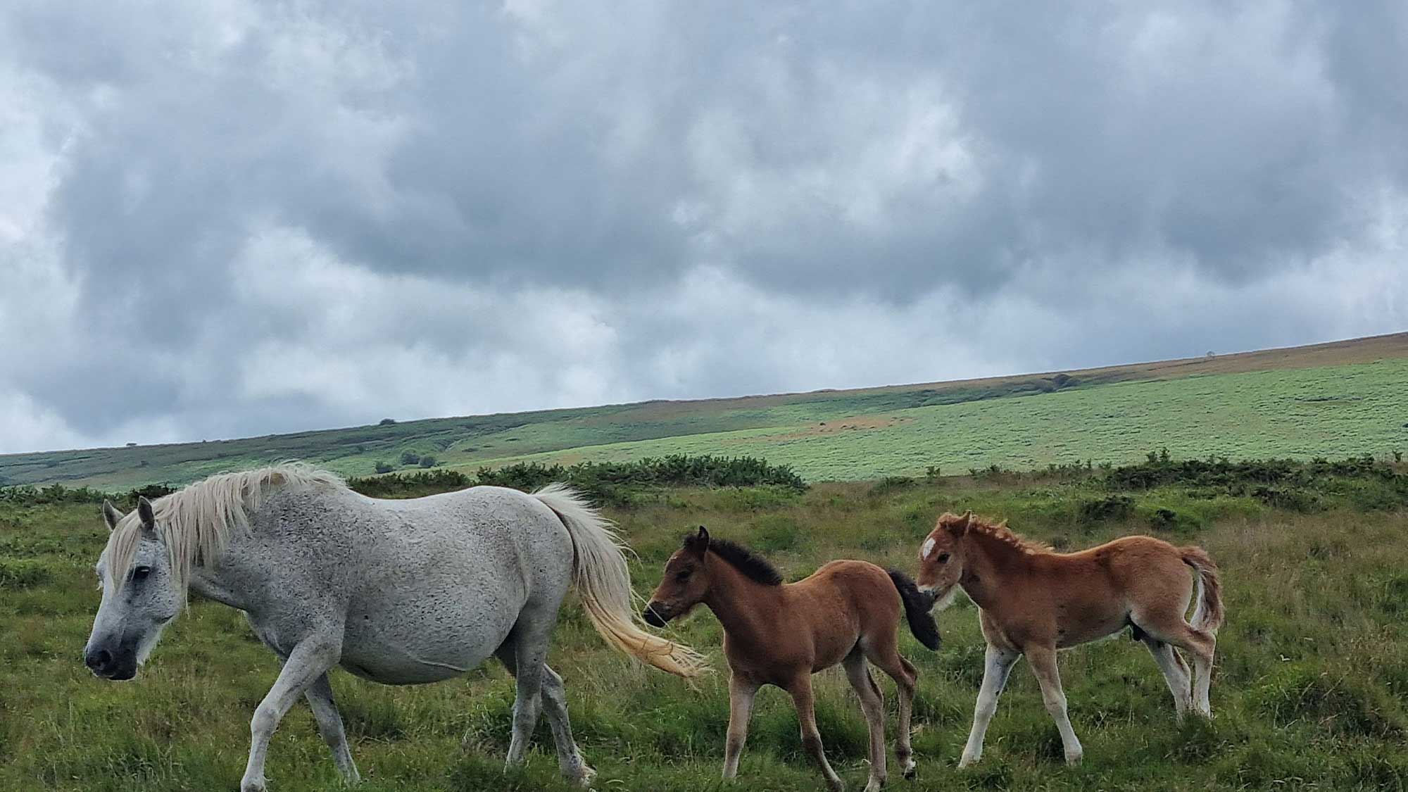 A grey pony and two foals following behind across the moors