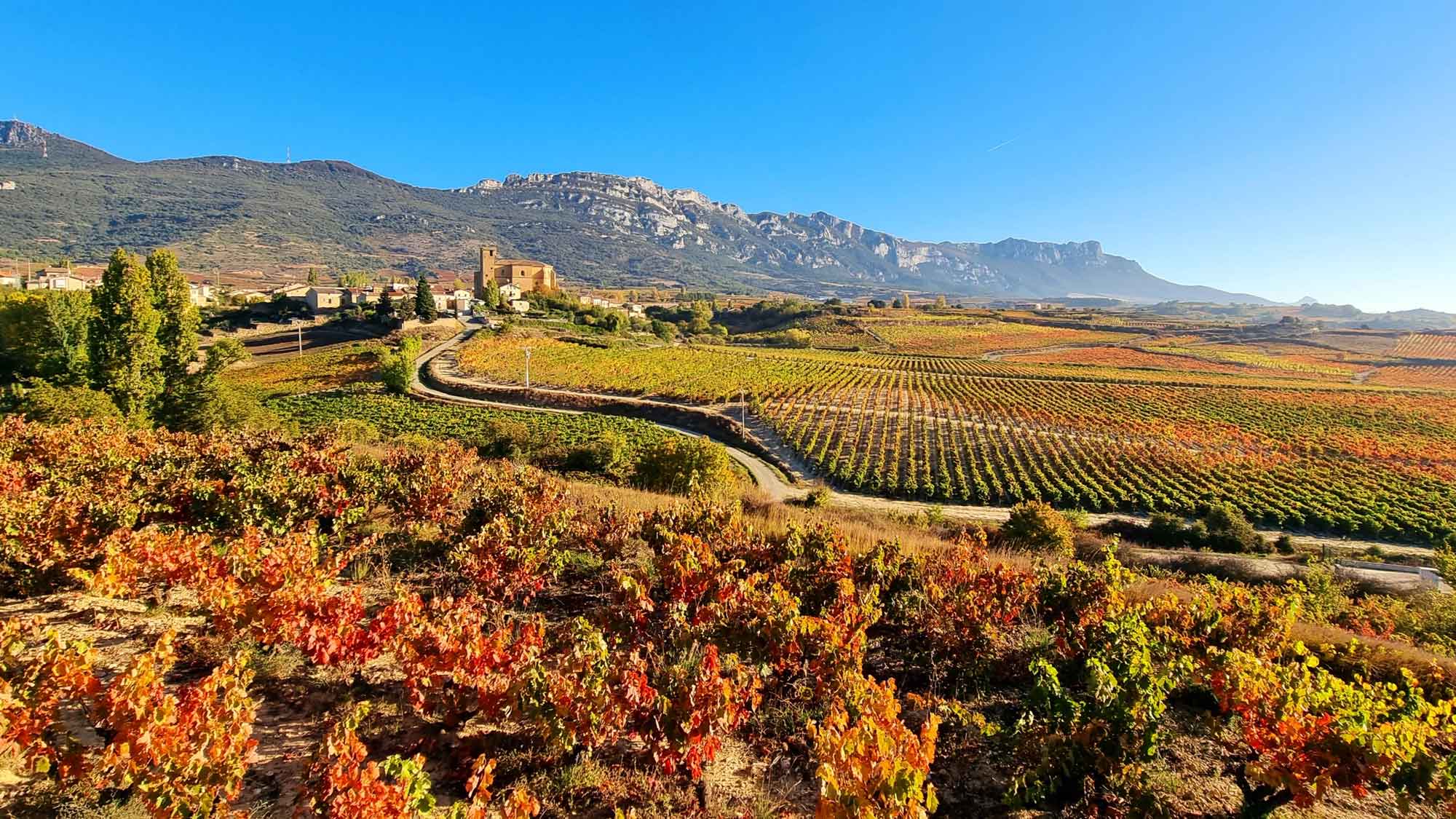 Autumn vineyards in Rioja