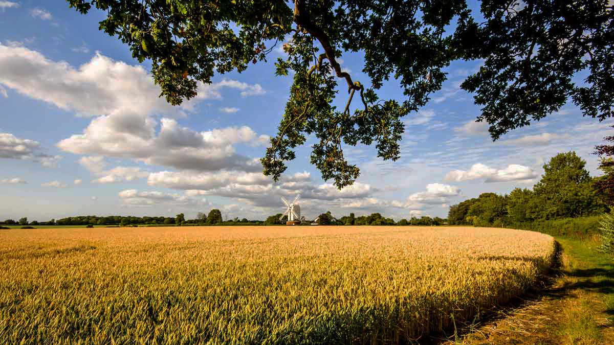 A yellow field overlooked by a windmill
