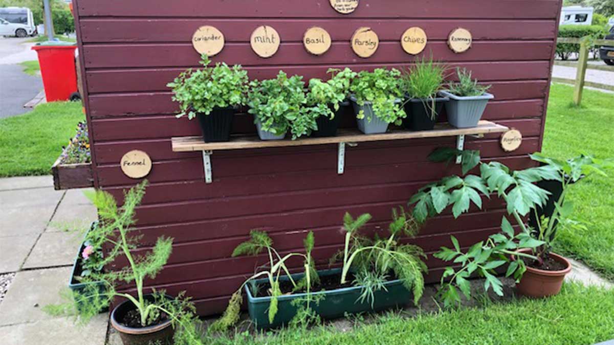 A herb garden on a shelf beside a shed with more herbs in pots on the ground below