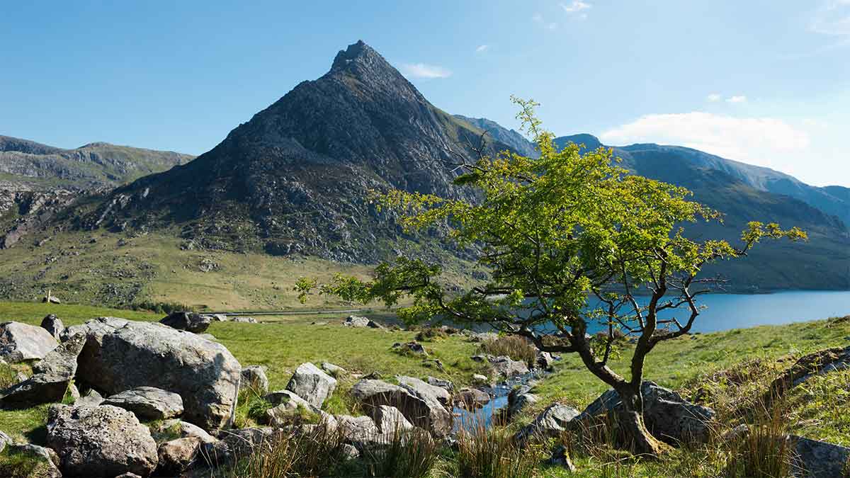 Mountain view against blue sky, lush green tree in the foreground