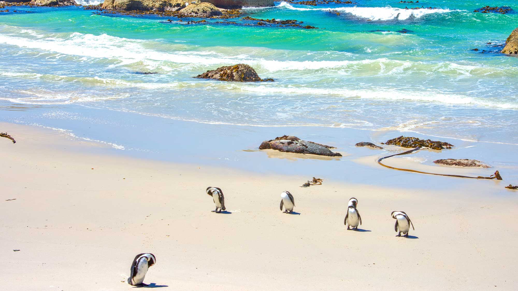 Five very cute little penguins on a white sandy beach with gentle waves of turquoise sea in the backdrop