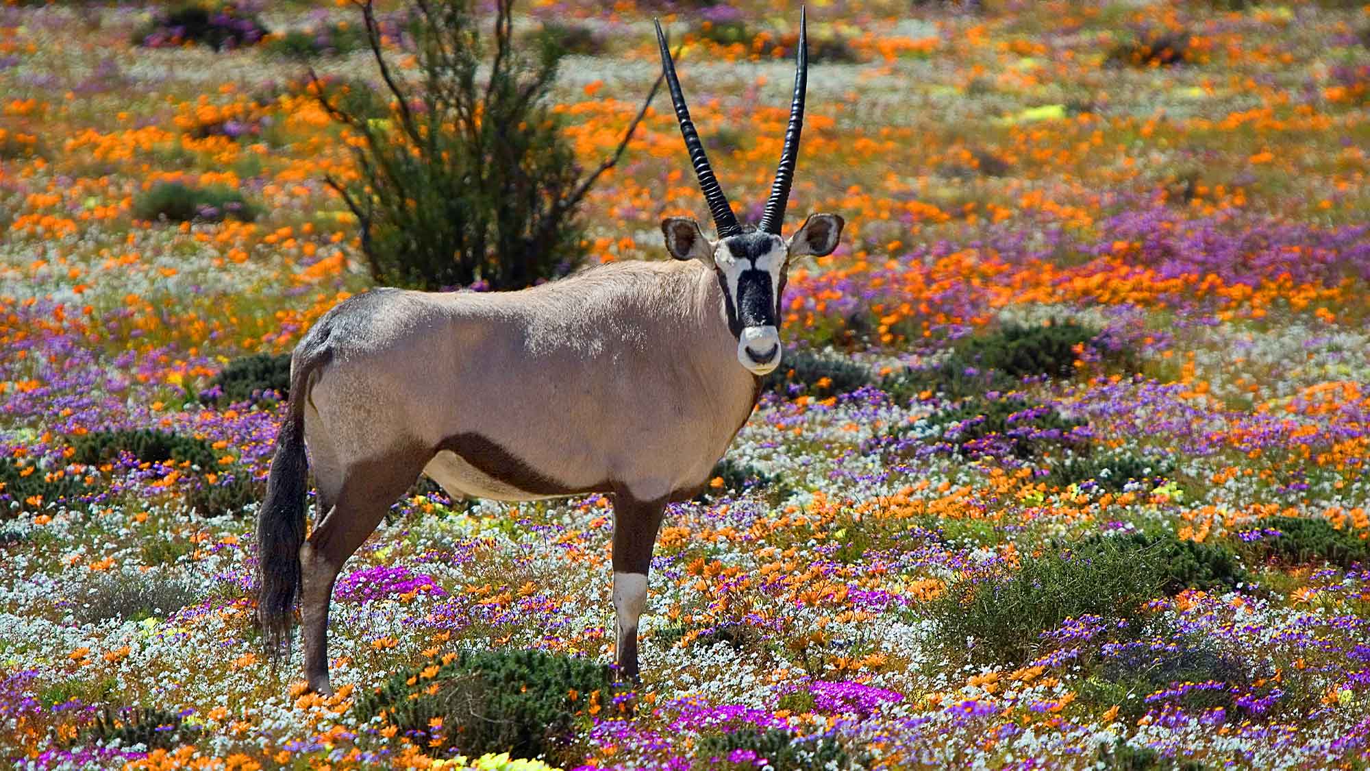 Oryx standing in an opening of beautiful colourful flowers South Africa.