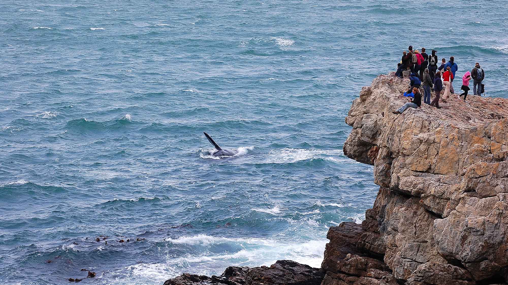 A group of people standing on a high rocky cliff looking out at the  whale is the choppy sea