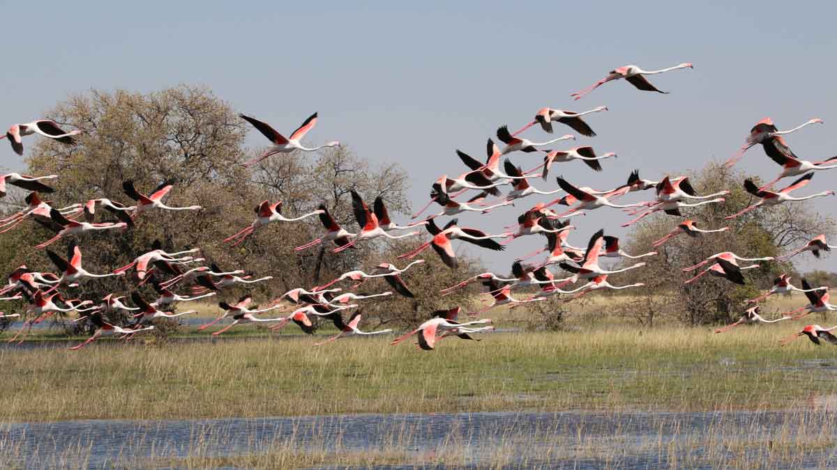 Dozens of flamingos flying over water in Nata, Botswana