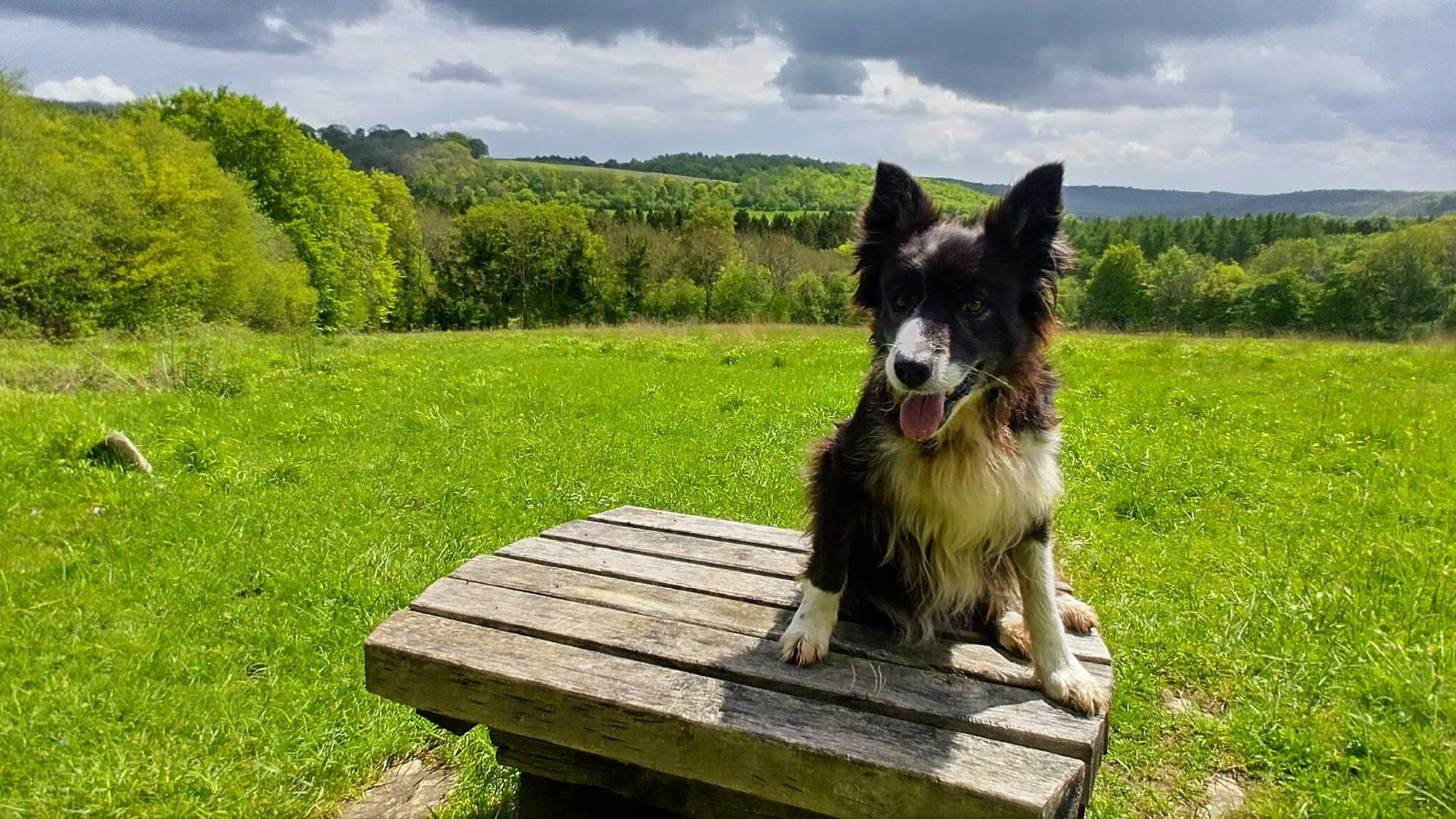 Black and white collie sits on a table in a green field