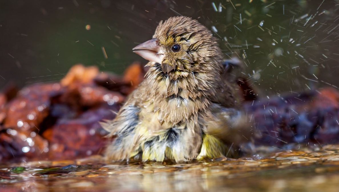 Greenfinch bathes in bird bath shaking its feathers