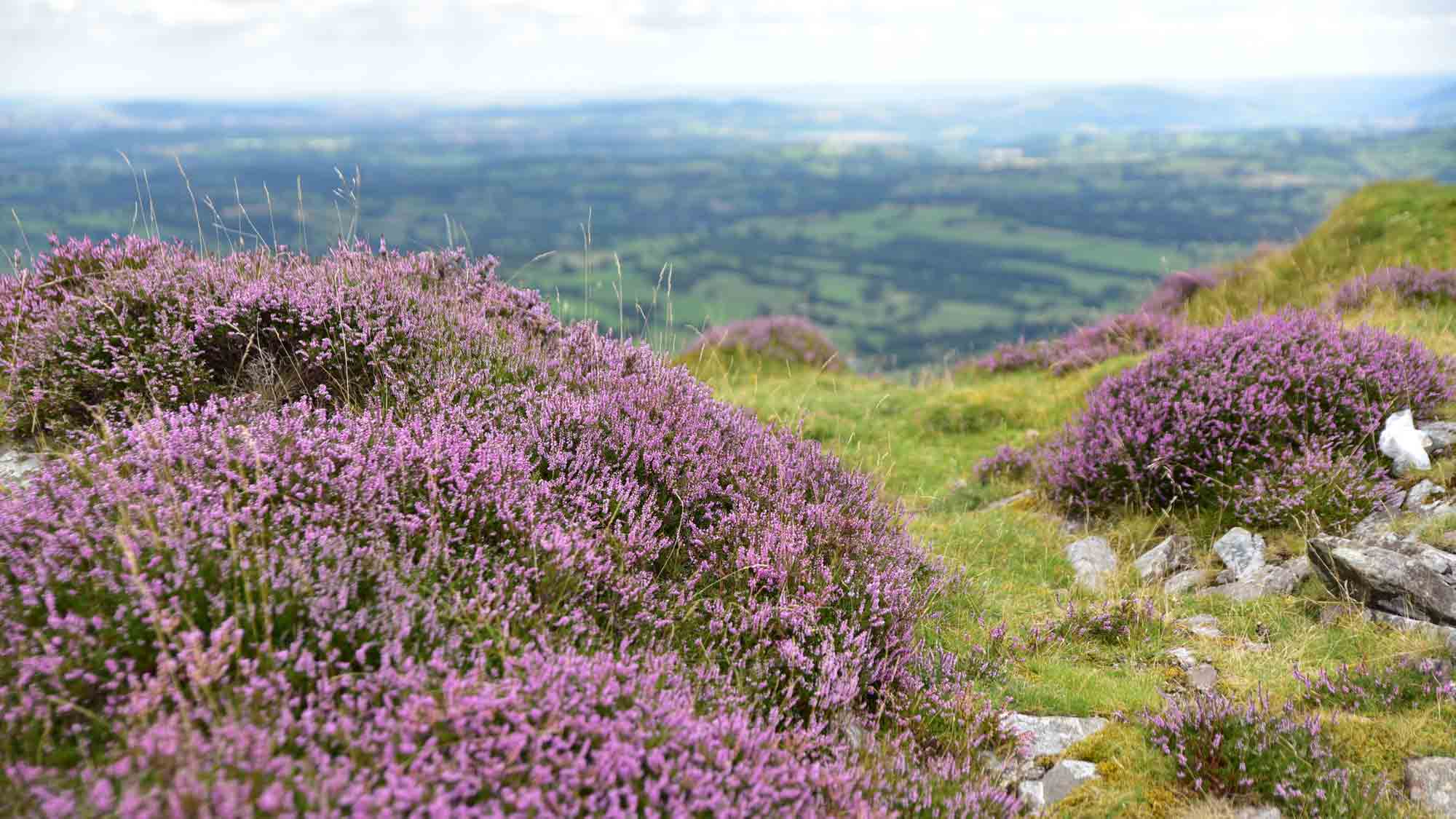purple heather covers the hillside looking down to the valley below