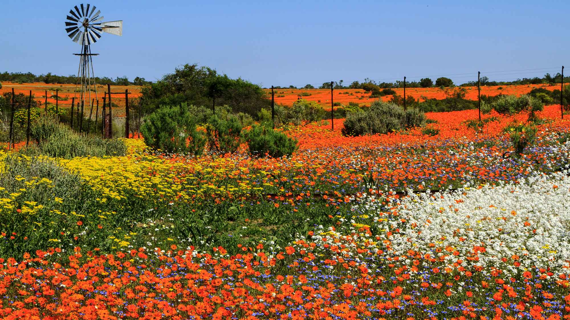 Bright Orange flowers covering open ground with some yellow then white flowers green bushes dotted around and an old style wind turbine in the distance under a blue sky 