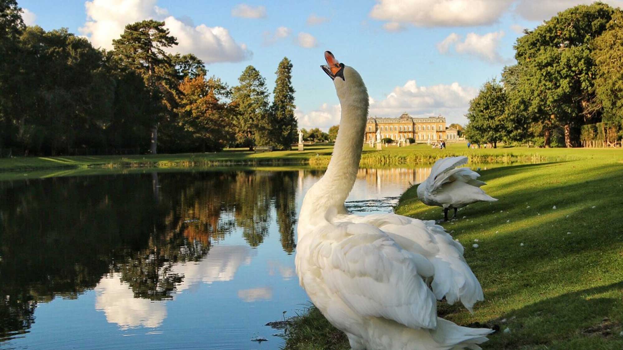 Swan by the lake in Wrest Park, Bedfordshire