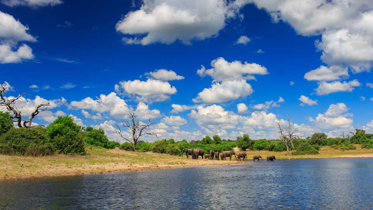 Elephants coming down to the water to drink at Chobe National Park