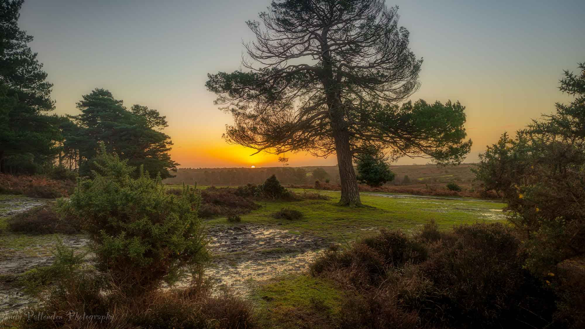 A beautiful sunset in the distance with various trees and grasses