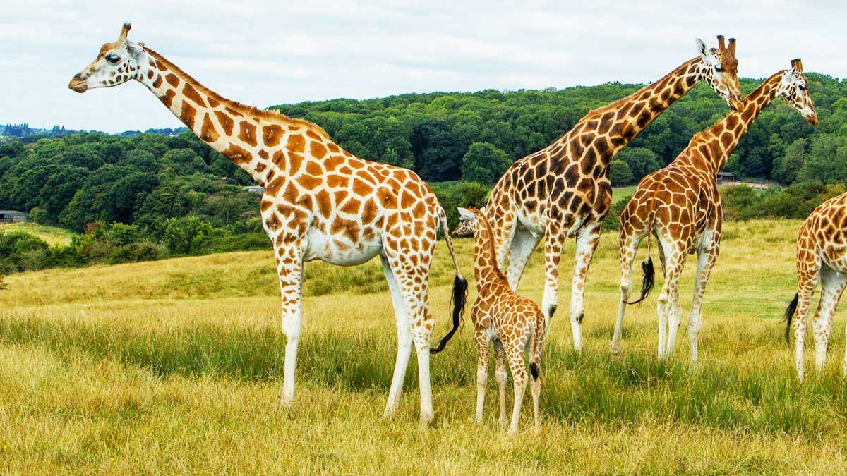 Port Lympne