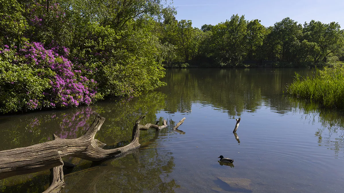 A duck enjoying Stover Country Park lake on a sunny spring day.