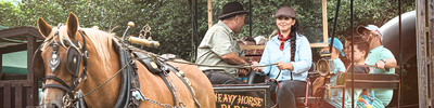 Dorset Heavy Horse Farm Park