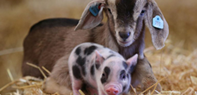 Offer image for: Pennywell Farm - 7 days for 1