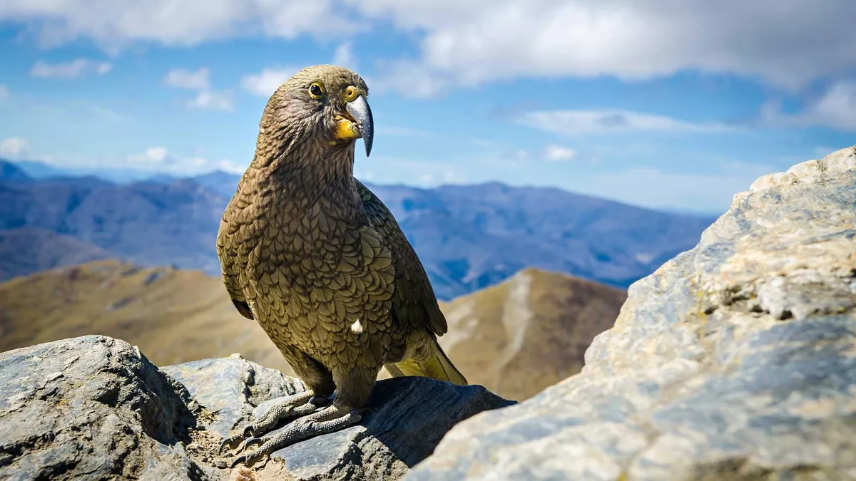 A kea bird perched on a rocky peak high in the mountains