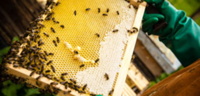 Offer image for: Quince Honey Farm - 25% discount