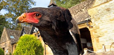 Offer image for: Cotswold Falconry Centre - Two for one