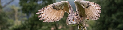 Cotswold Falconry Centre