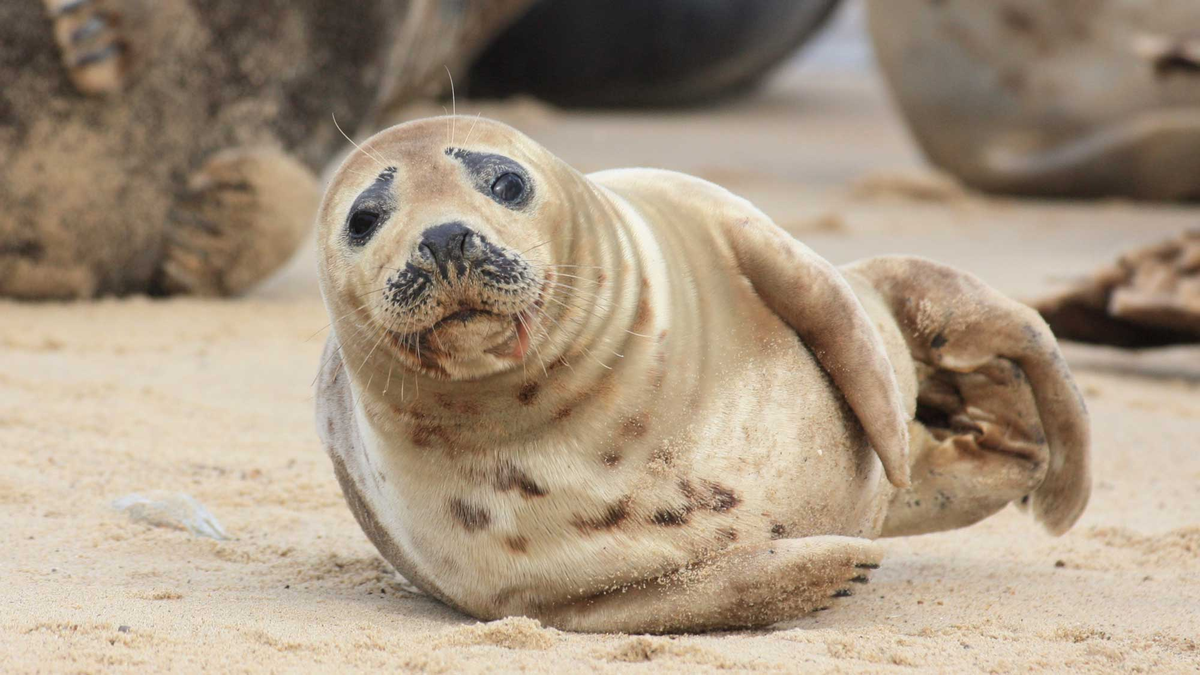 Young seal looking directly at the camera while lying on the sand