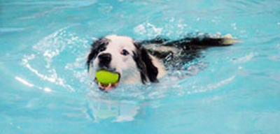 Offer image for: Splash Hounds - 20% discount