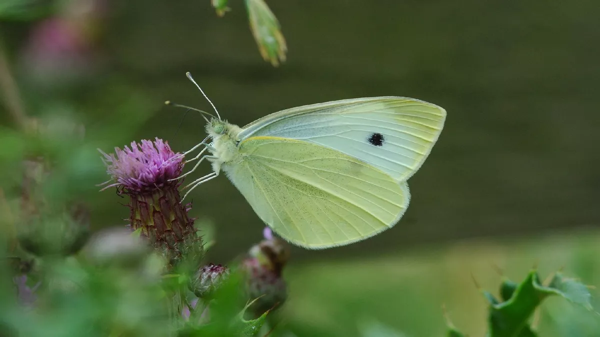 Butterfly Conservation_Image 2