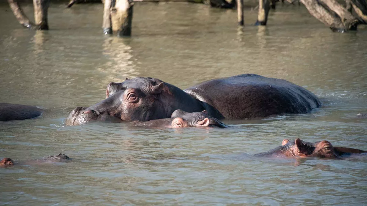 Three hippos peaking out of the brown waters of St Lucia Estuary, South Africa