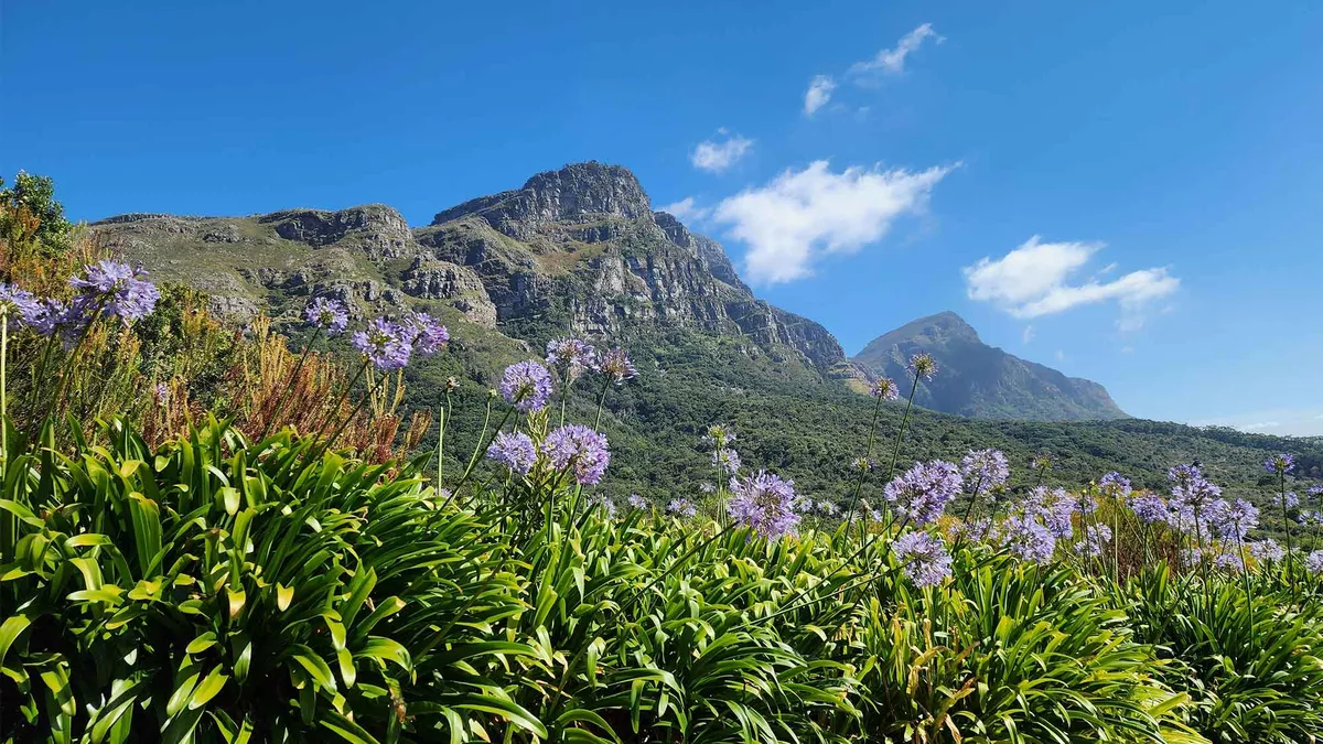 A low level view looking up at the green leaves and lavender colour flowers in the foreground and into the distance up the high mountain under a bright blue sky at Kirstenbosch Botanical Gardens in Cape Town,  South Africa