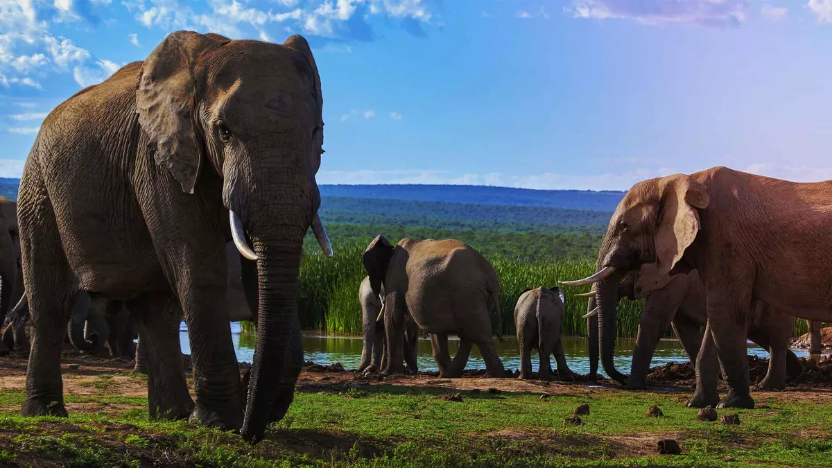 A large family of elelphants, one in the foreground with large tusks and the rest of the family by the water behind. At Addo Elephant Park, South Africa
