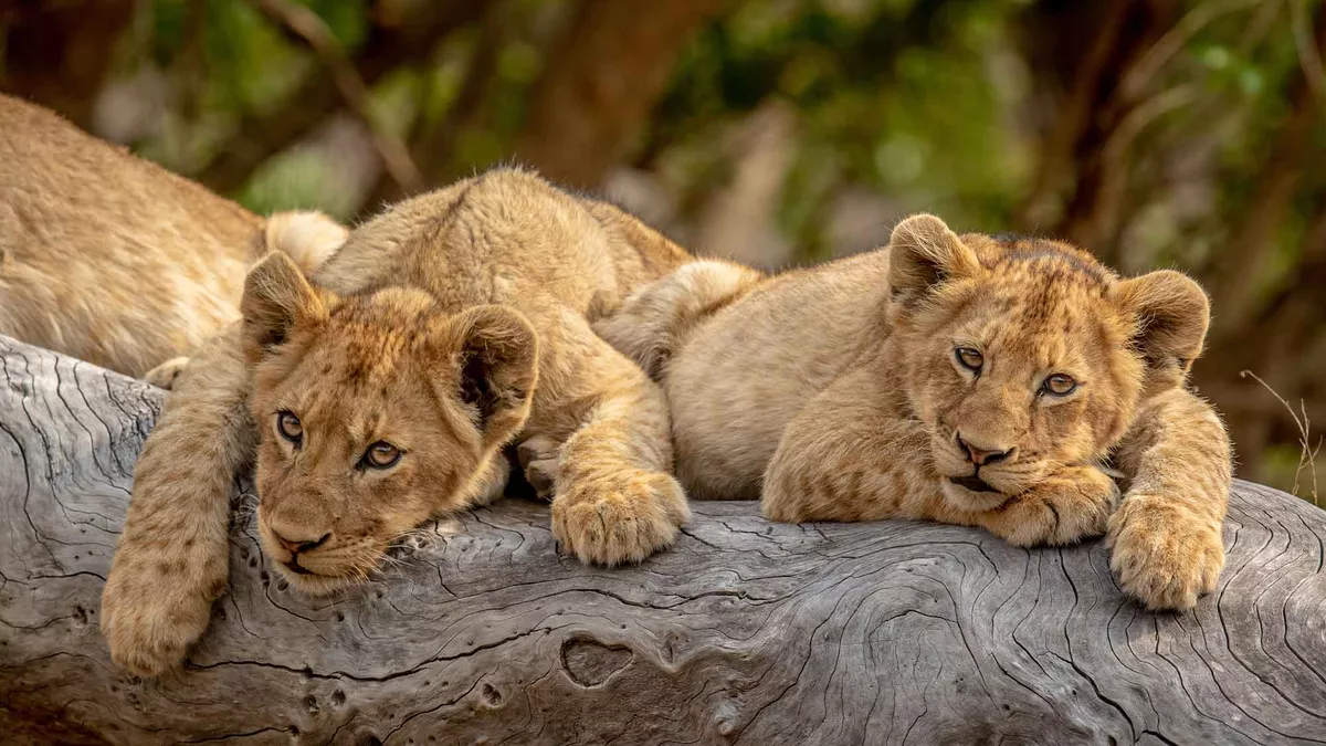 Two cute lion cubs laying on a log at Kruger National Park.