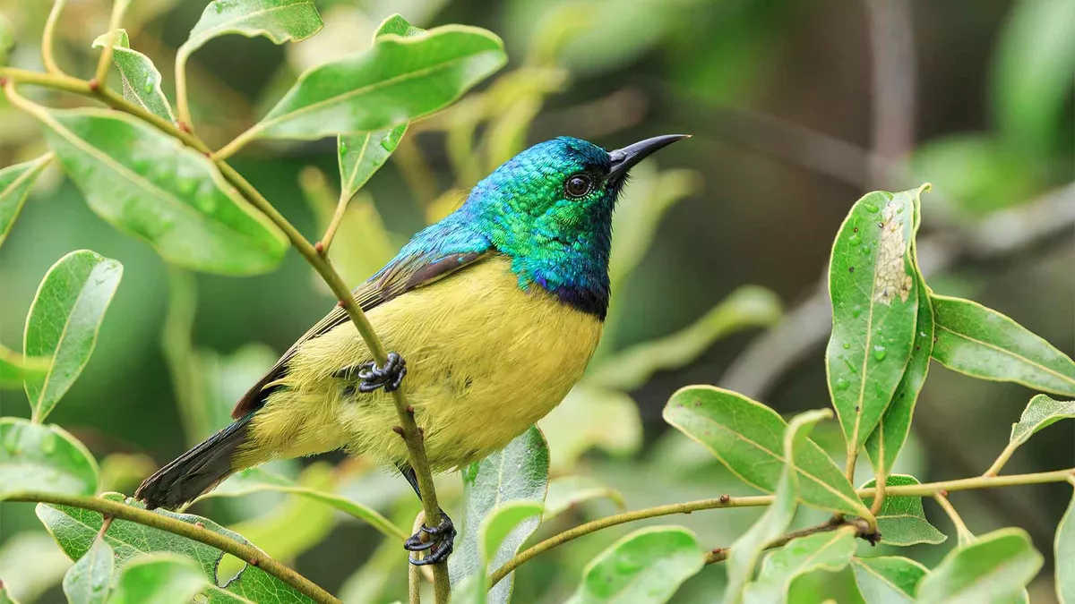 A close up of a beautiful brightly coloured small bird. Yellow with bluey green head feathers on a branch surrounded by green leaves at Bonamanzi Game Reserve in South Africa