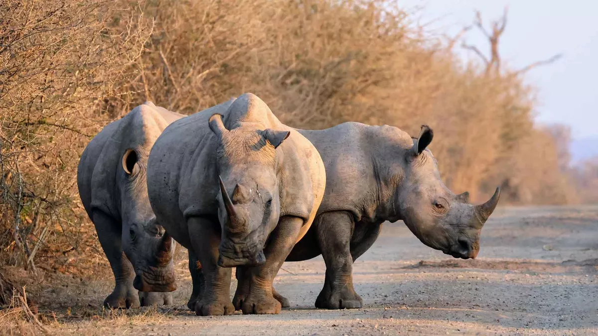 Three big rhinos on the road at Hlane Royal National Park Swaziland