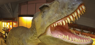 Offer image for: Dinosaur Museum - Two for one